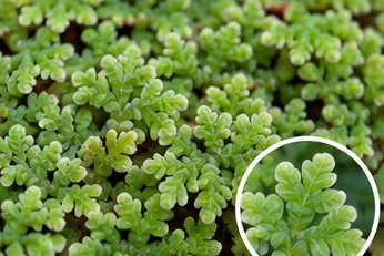 Azolla caroliniana fronds floating on water