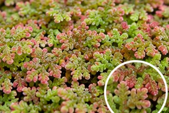 Azolla filiculoides fronds floating on water