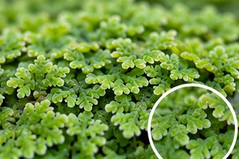 Azolla imbricata fronds floating on water