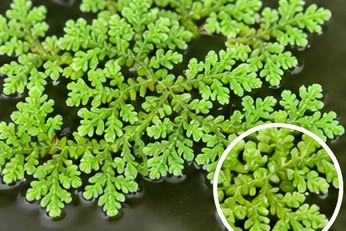 Azolla pinnata fronds floating on water