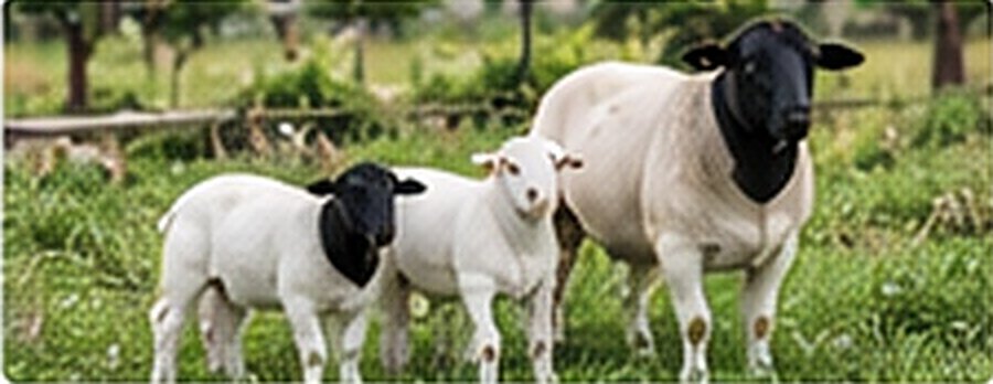 Dorper ewe with her lambs