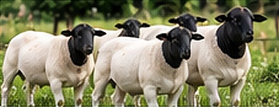 Group of Dorper sheep at Vinfarm