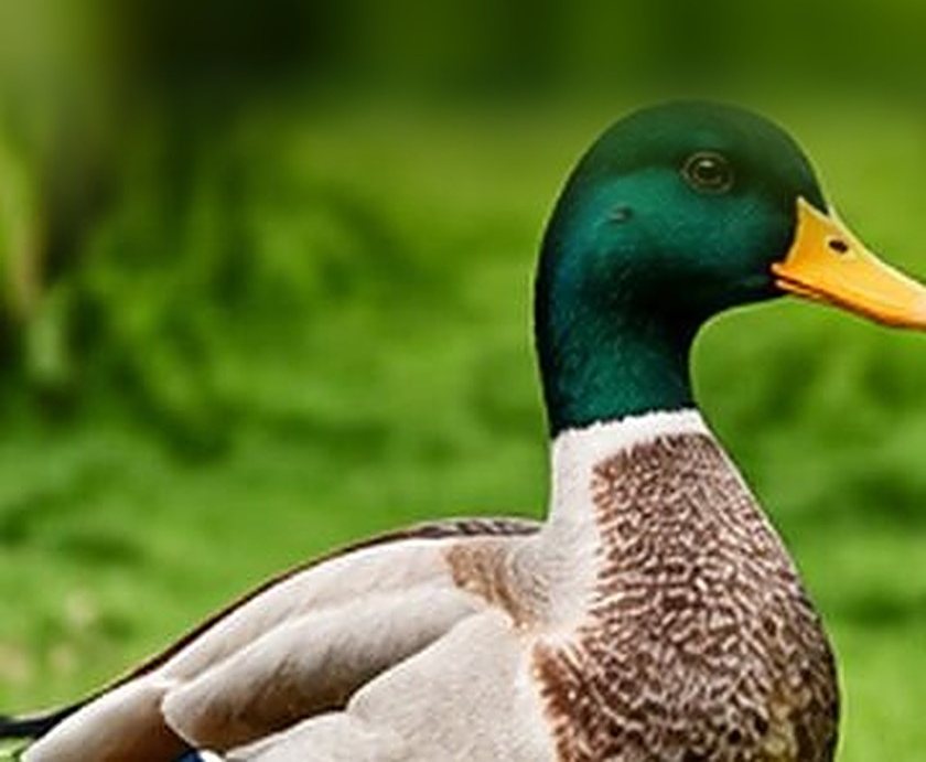 A drake on green pasture