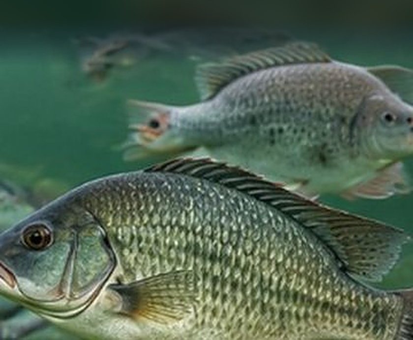 Tilapia in a fish pond