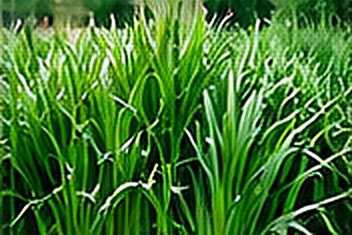 Napier Grass