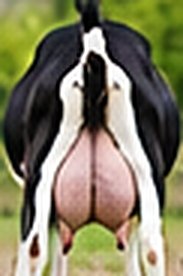 British Alpine udder