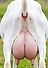 Saanen udder