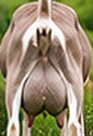 Toggenburg udder