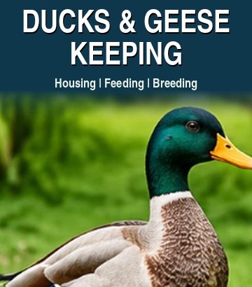 Ducks & Geese Keeping guide cover