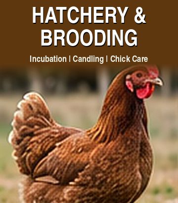 Hatchery & Brooding guide cover