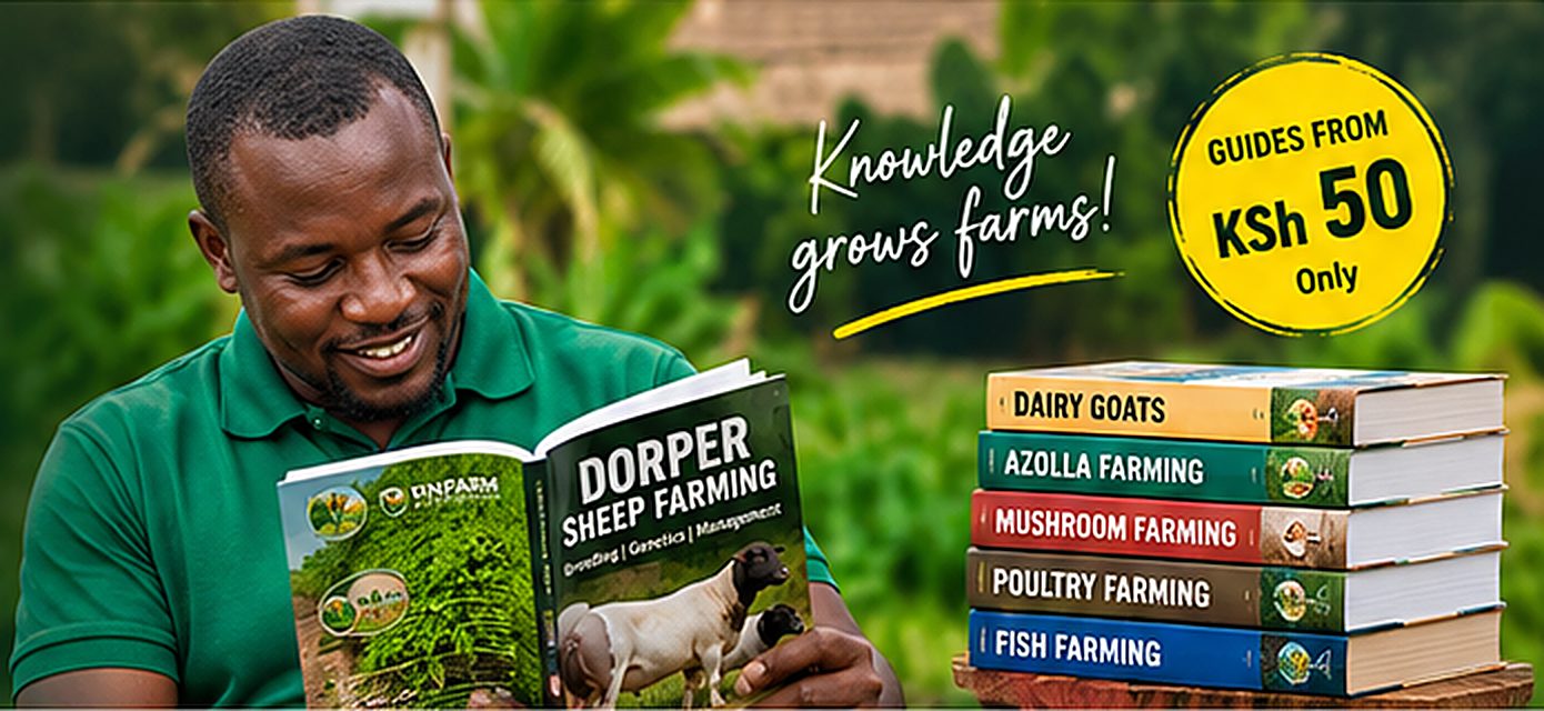 A farmer reading the Vinfarm Dorper Sheep Farming guide beside a stack of Vinfarm guides