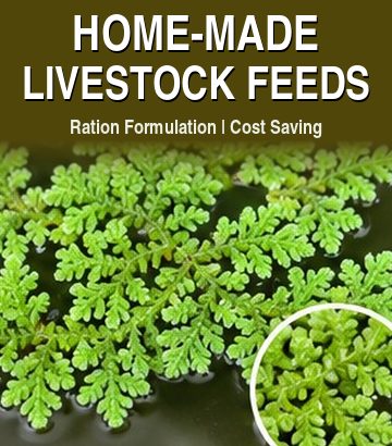 Home-made Livestock Feeds guide cover