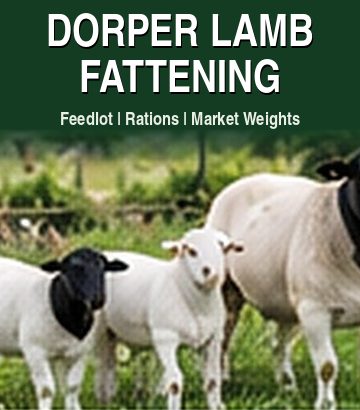 Dorper Lamb Fattening guide cover