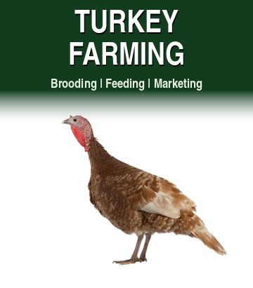 Turkey Farming guide cover