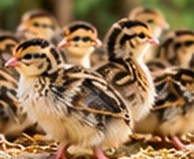 Guinea fowl chicks (keets)
