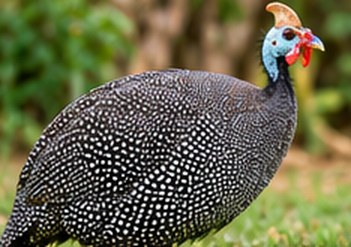 Dotted Guinea Fowl
