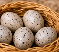 Guinea fowl hatching eggs