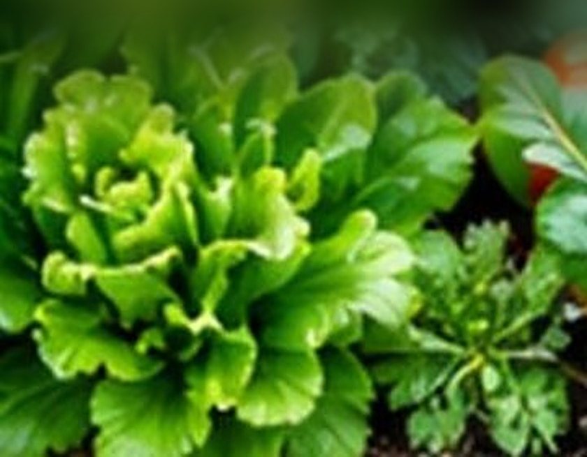 Leafy vegetables growing in a garden