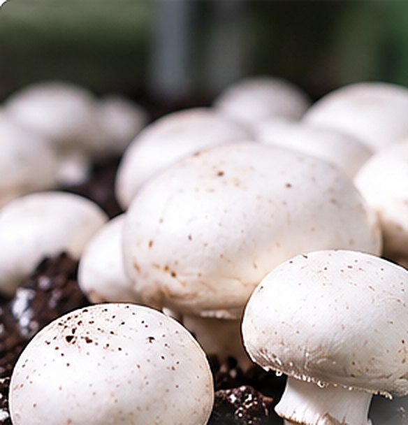 White button mushrooms growing in compost
