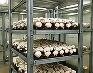 Indoor mushroom growing racks
