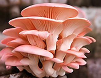 Pink oyster mushroom