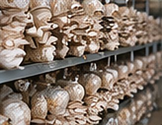 Oyster mushroom bags fruiting on racks