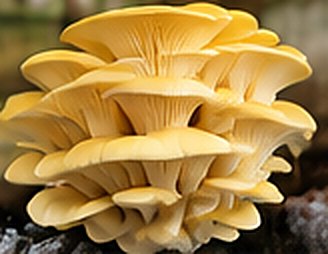 Golden yellow oyster mushroom
