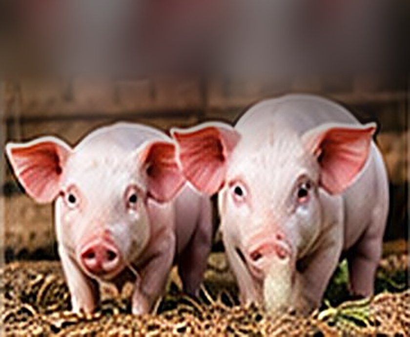 Young pigs in a pen