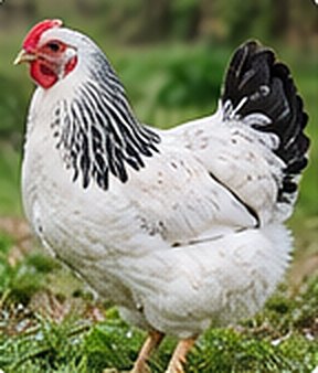 Light Sussex chicken