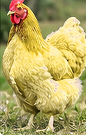 Buff Orpington chicken