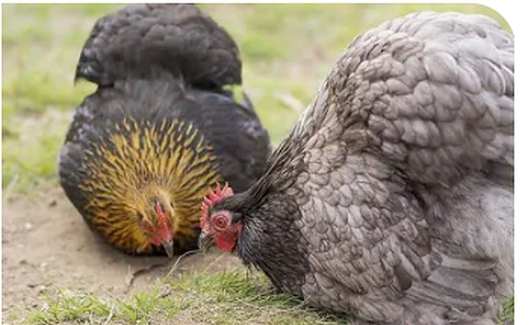 Pekin bantam chickens