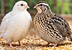 White and local quail breeding pair