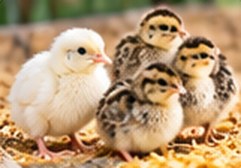 White and local quail chicks