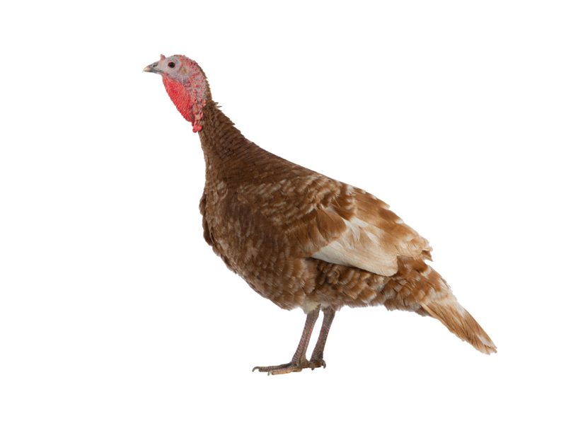 Turkey