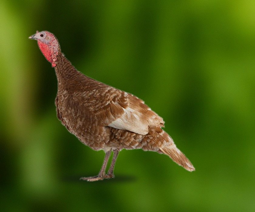 A turkey hen